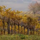 weinviertler weingärten