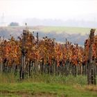 weinviertler weingärten [4]