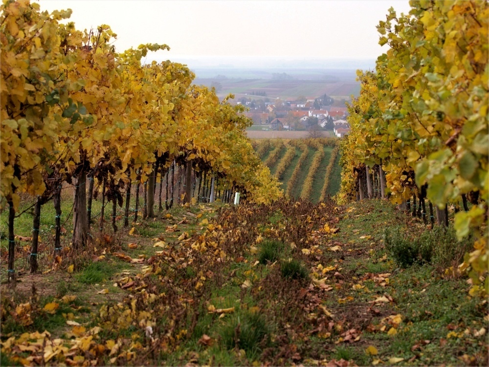 weinviertler weingärten [5]