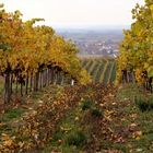 weinviertler weingärten [5]