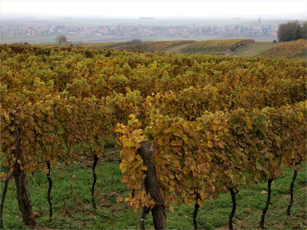 weinviertler weingärten [6]