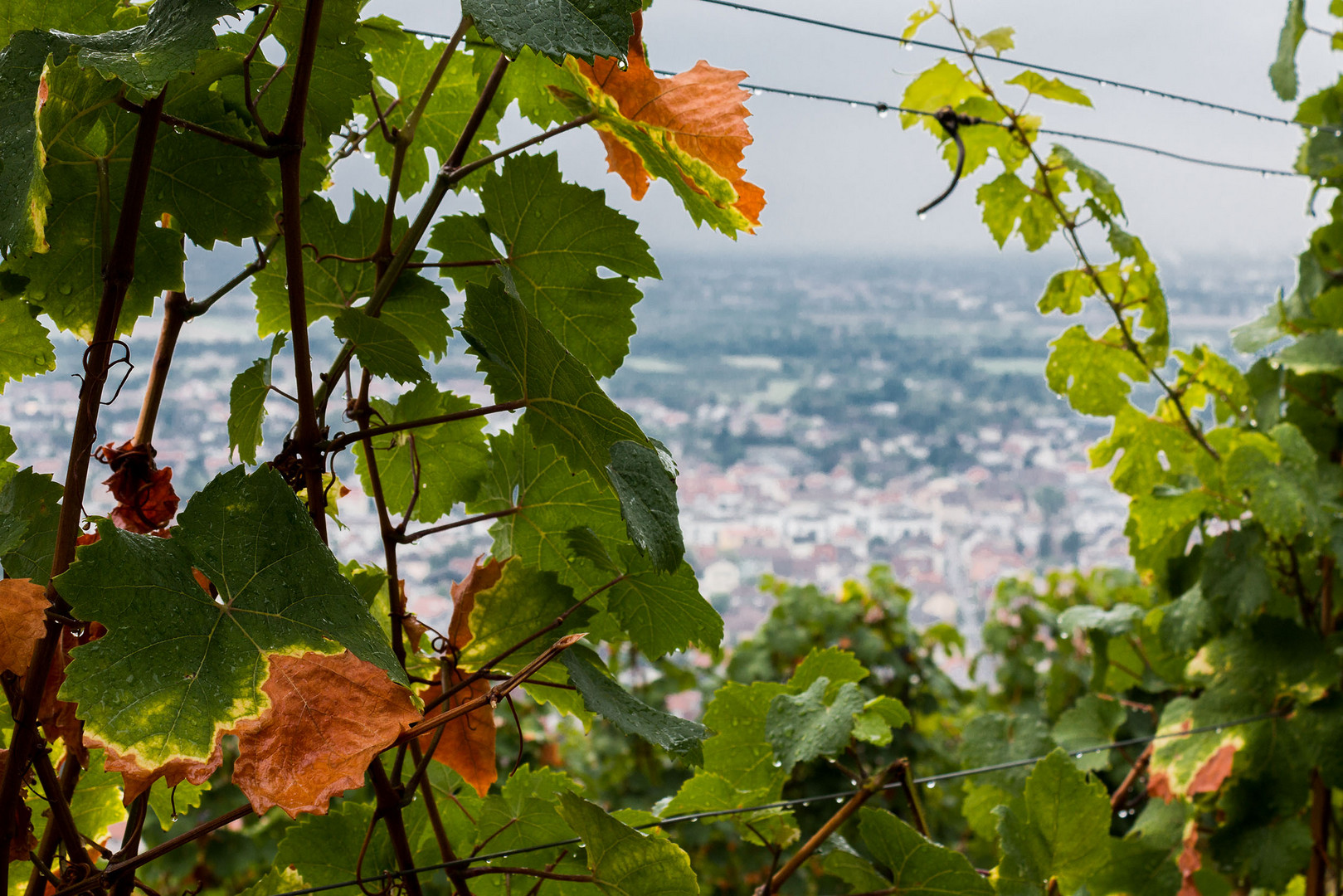 Weinwanderung Schriesheim