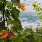 Weinwanderung Schriesheim