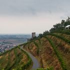 Weinwanderung Schriesheim