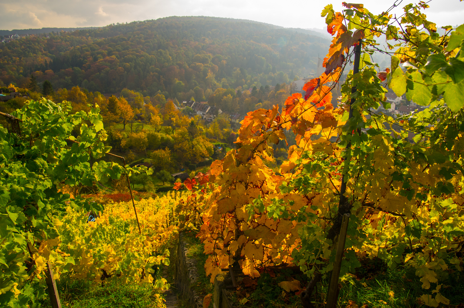 Weinwanderweg am Abend