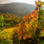 Weinwanderweg am Abend