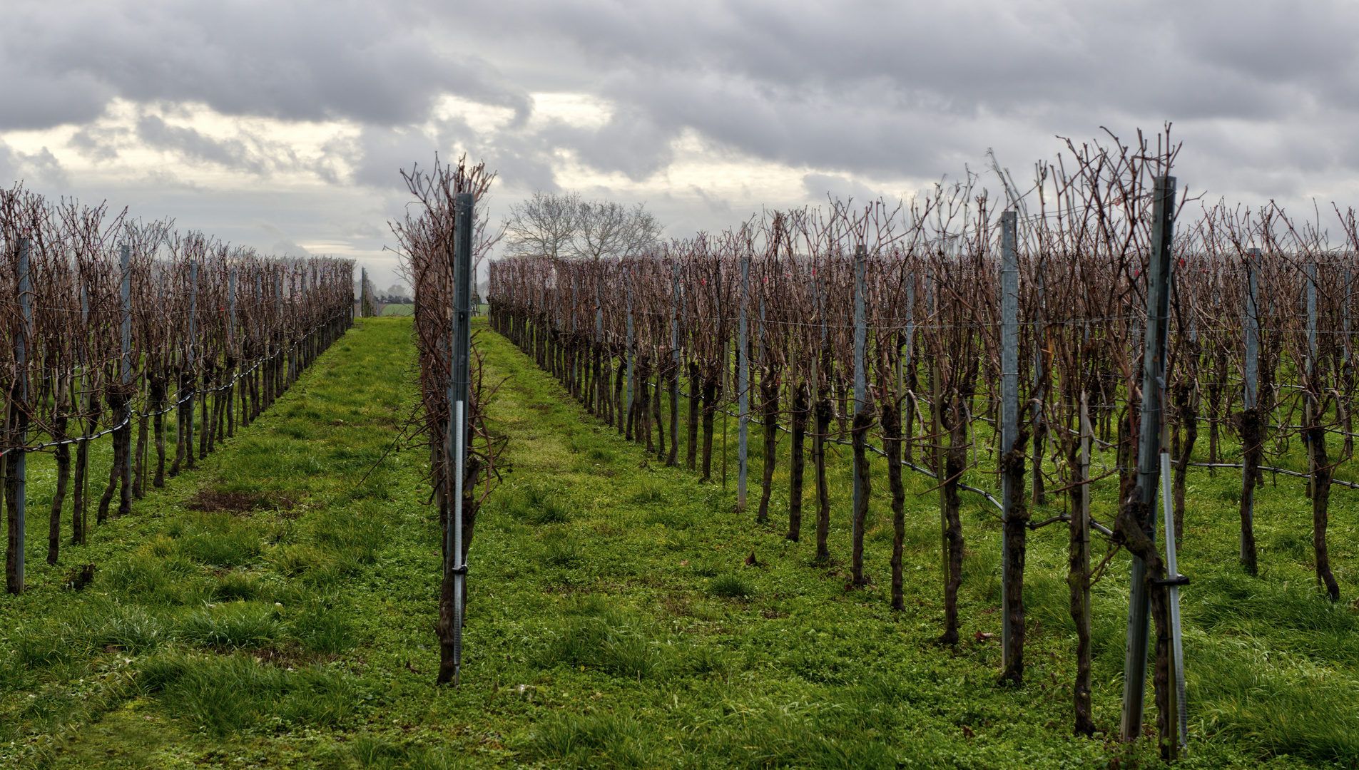 Weinzeilen .