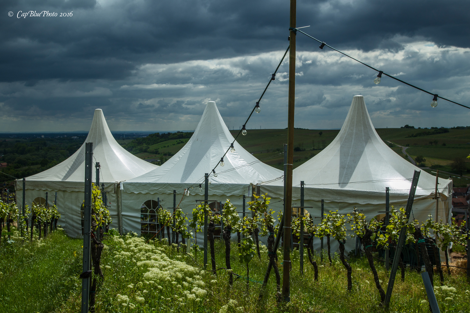 Weinzelte beim Birkweiler Weinfrühling 2016