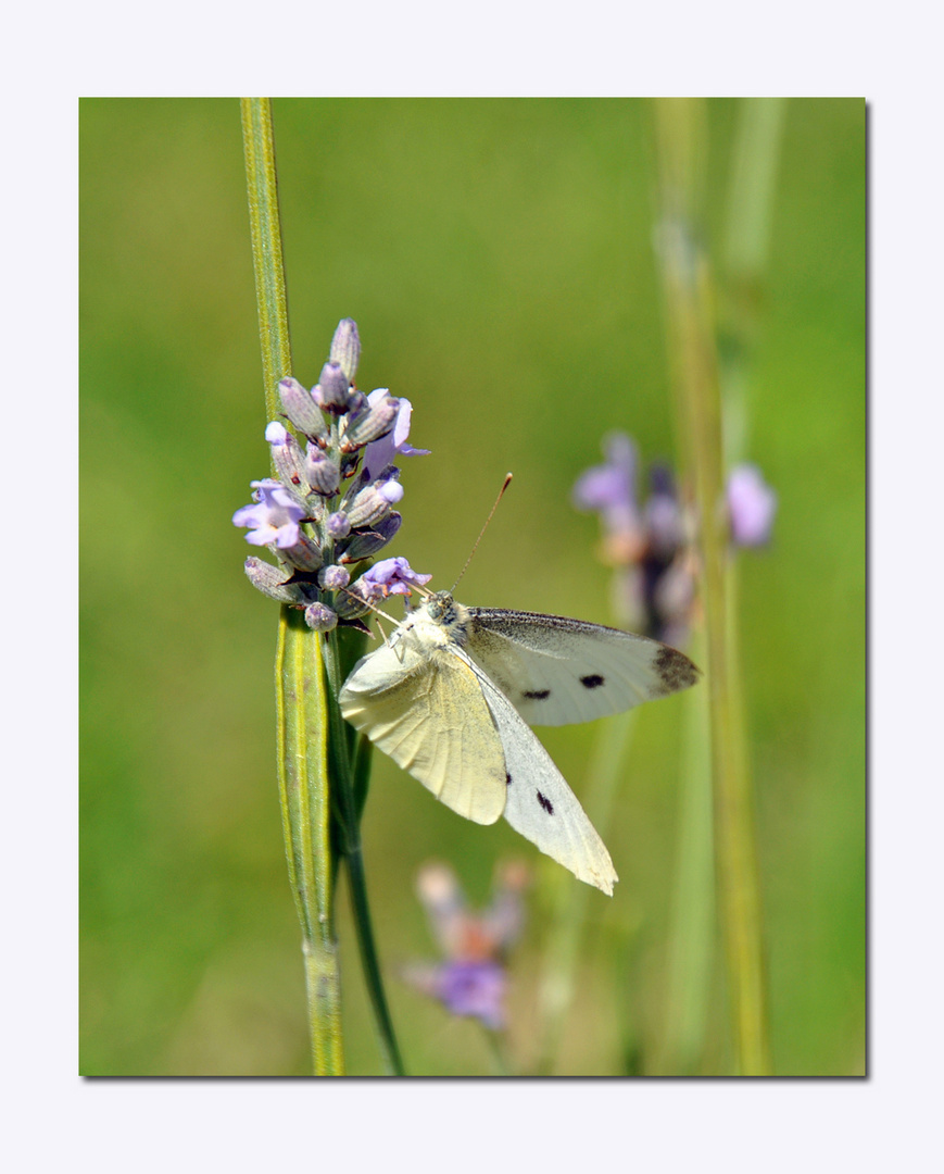 Weis auf Lavendel