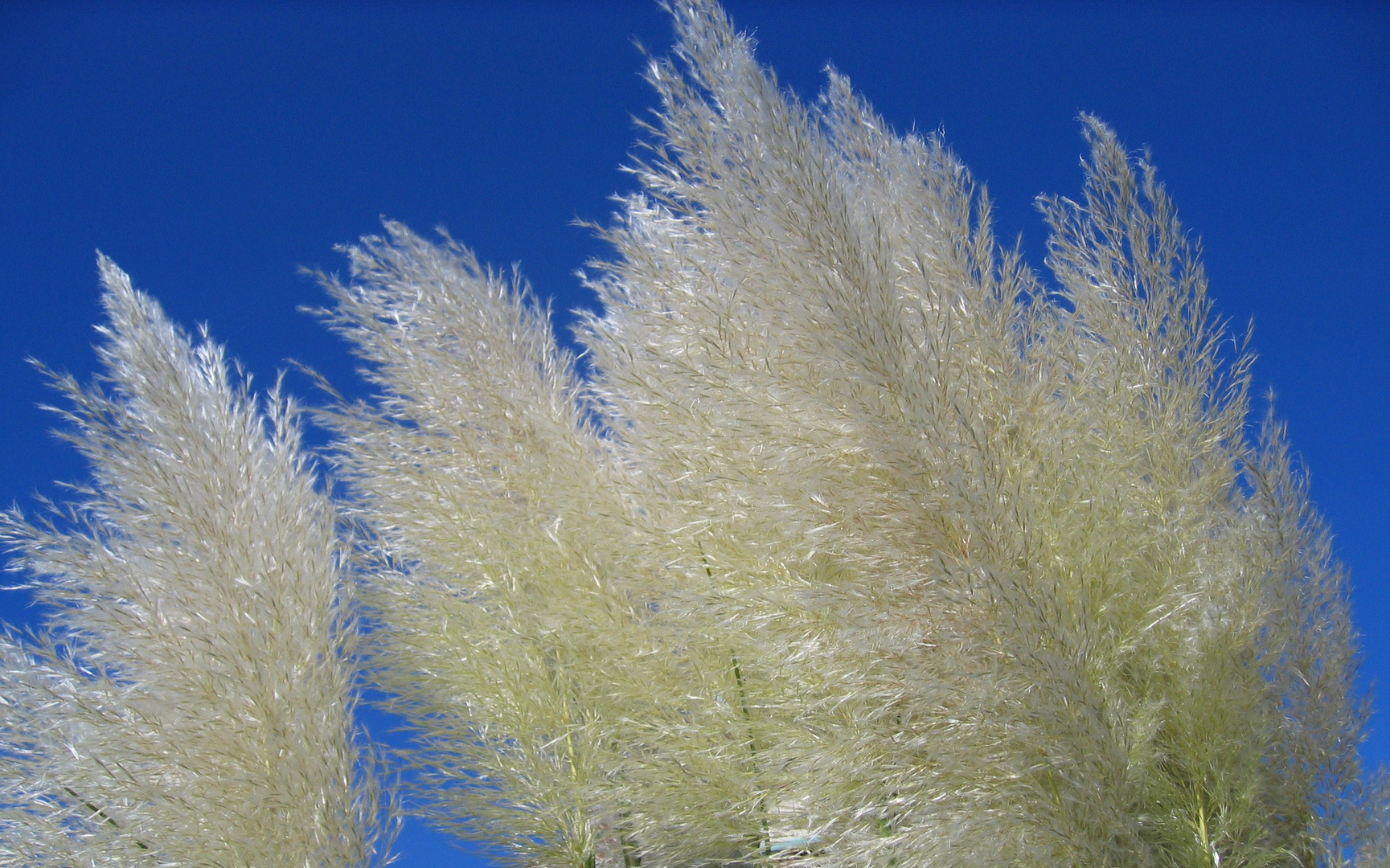 weis-blauer Himmel