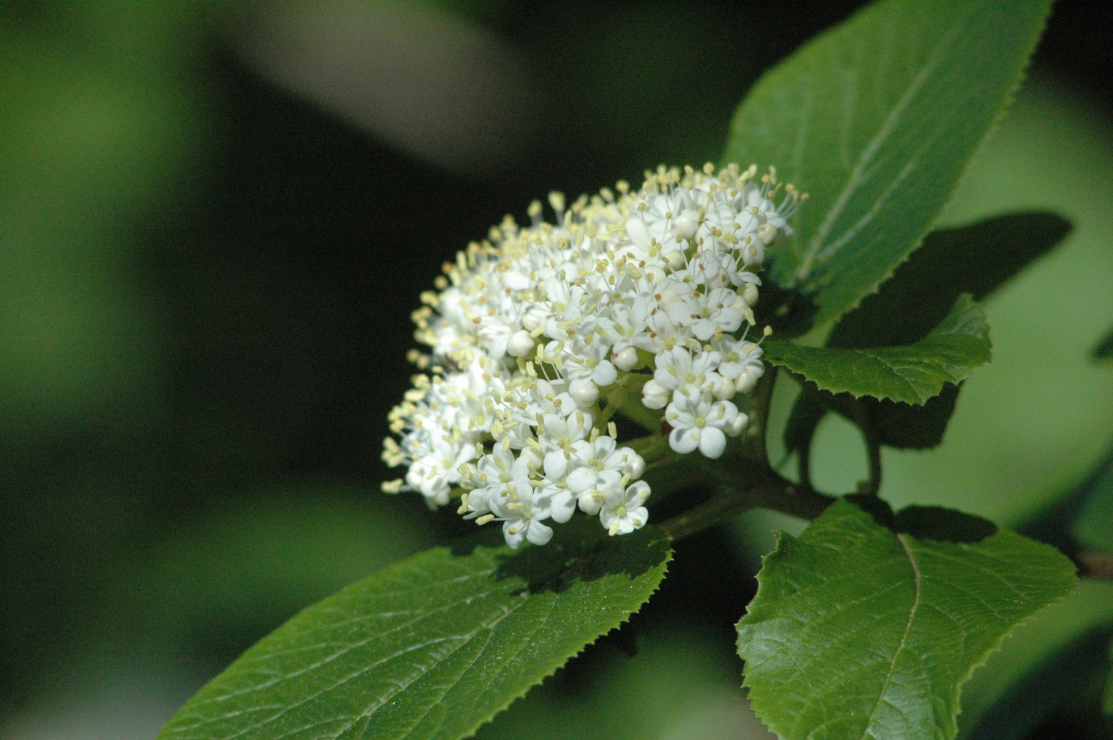 weise Blüte