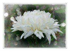 weise Chrysantheme