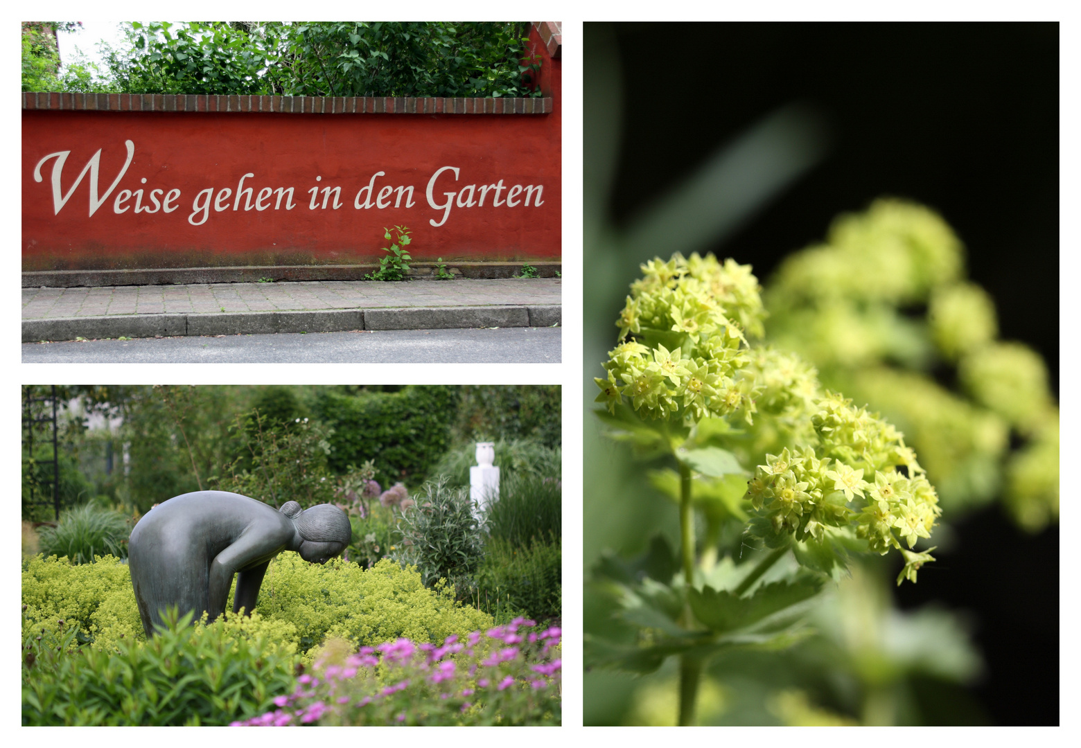 Weise gehen in den Garten