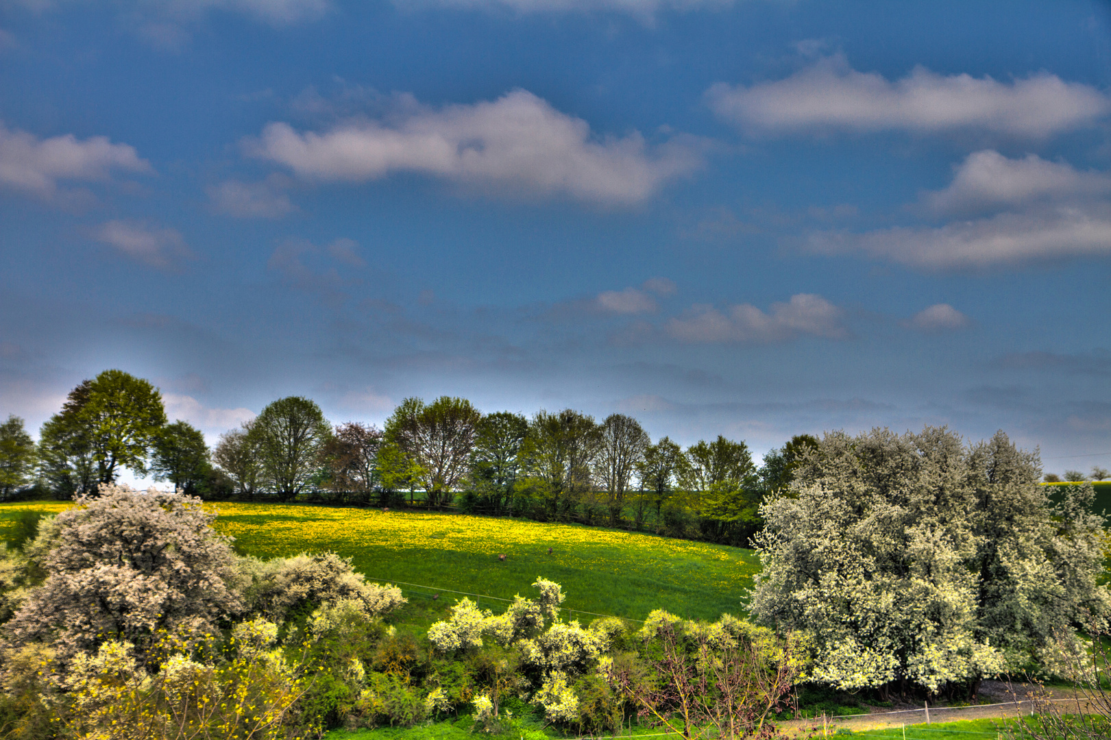 Weise im Frühling