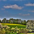 Weise im Frühling