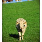 Weise Kuh im Hotzenwald