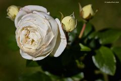 Weise Rose im Rosengarten Beutig Juli 2020