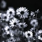Weisen-Margeriten