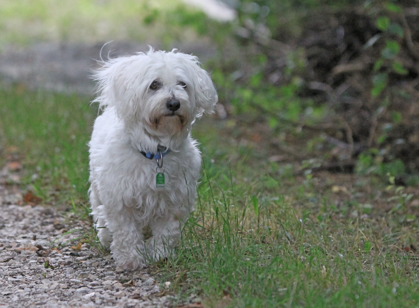 Weiser Flummi (Austin) die 2te