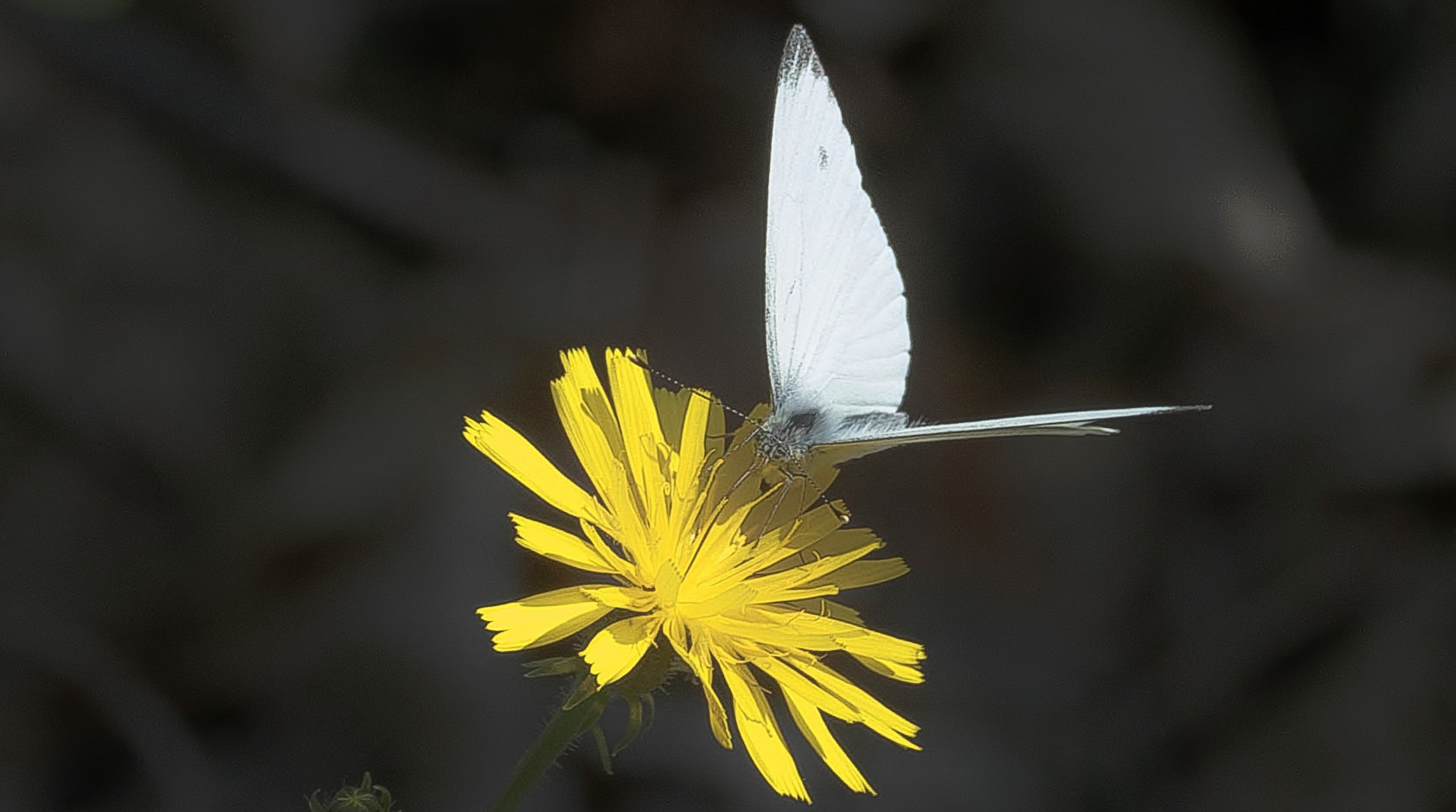 Weiser Schmetterling auf gelber Blume