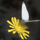 Weiser Schmetterling auf gelber Blume