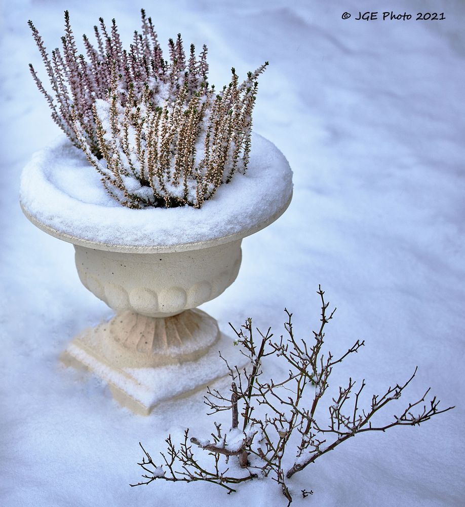 Weiser und roter Erika im Winter im Garten