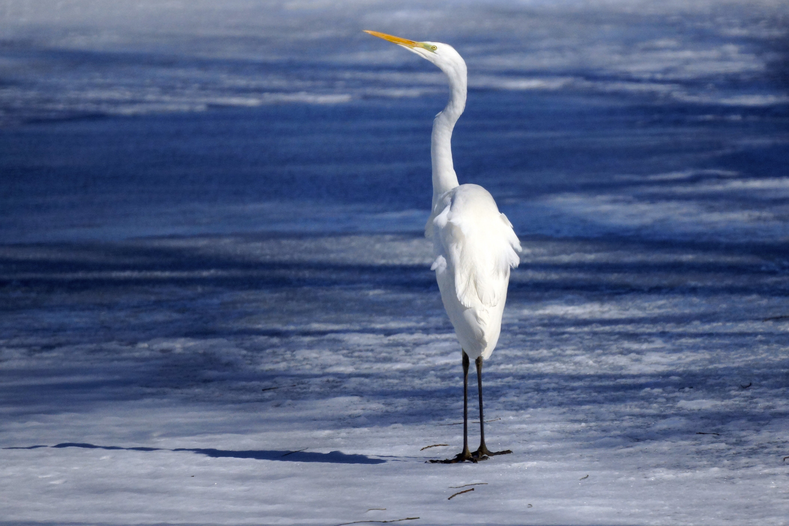 weiser Vogel