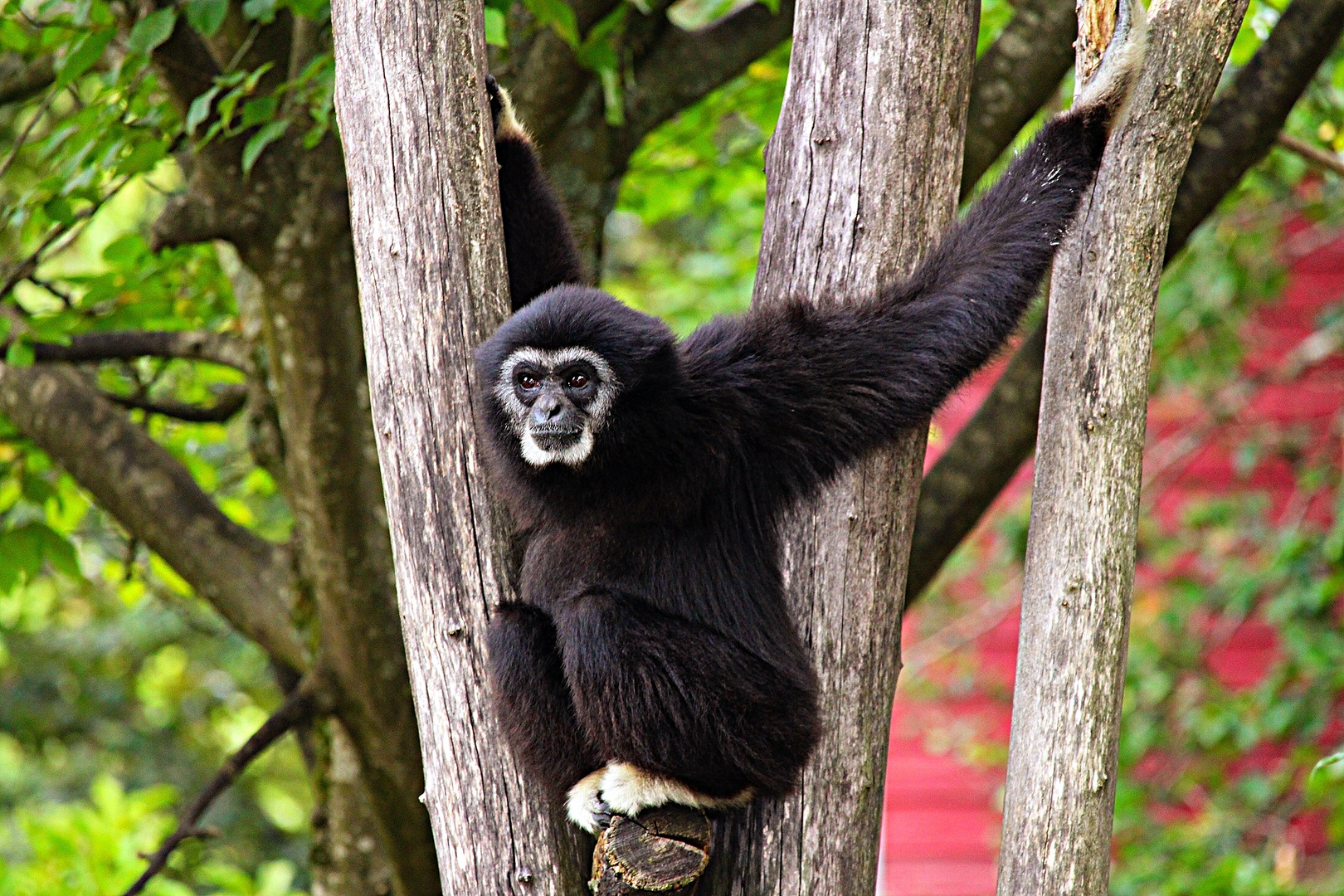 Weishandgibbon