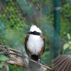 Weishaubenhäherling beim Besuch im Bergzoo Halle. 