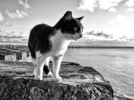 "Weisheit Genuss Freiheit"