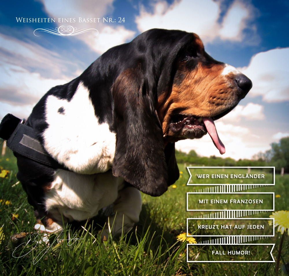 Weisheiten eines Basset Hound Nr. 24 Foto & Bild tiere, haustiere