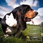 Weisheiten eines Basset Hound Nr.: 24