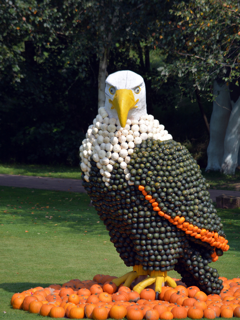 Weiskopf Adler aus Kürbissen