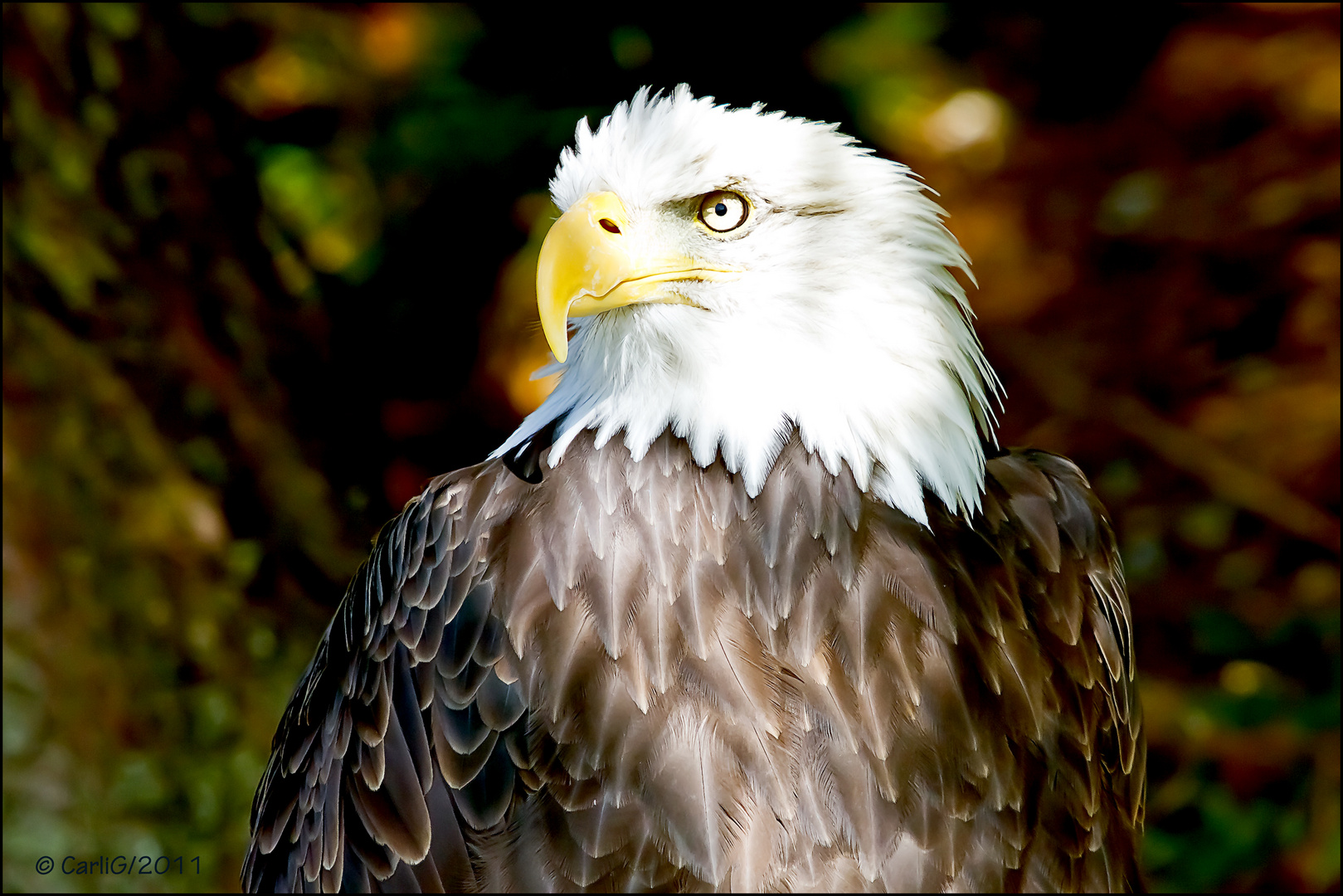 ~ Weiskopf Seeadler ~