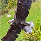 ~ Weiskopf Seeadler (2) ~