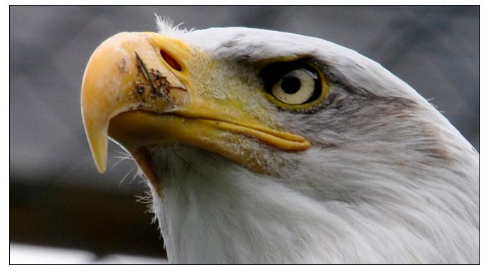 Weiskopf Seeadler