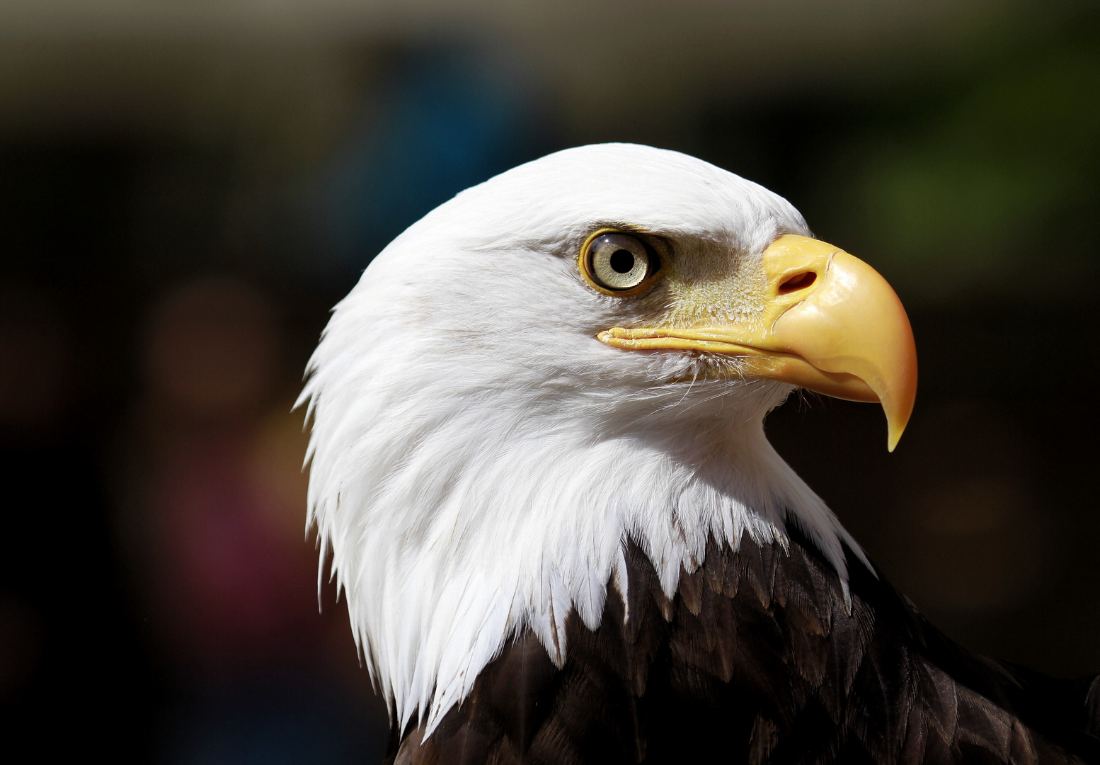 Weiskopf Seeadler