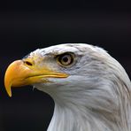 Weiskopf Seeadler