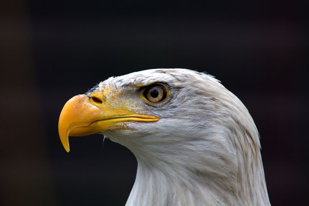 Weiskopf Seeadler