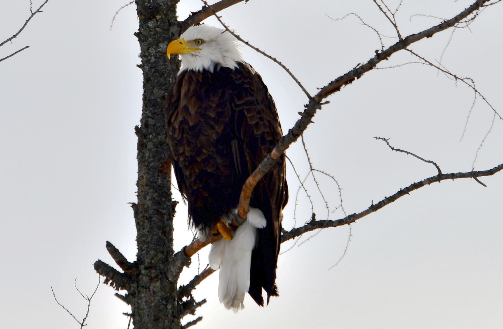 Weiskopf Seeadler auch in Canada