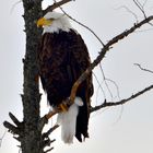 Weiskopf Seeadler auch in Canada