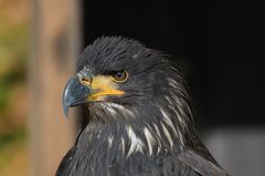 Weiskopf Seeadler (Jungtier)