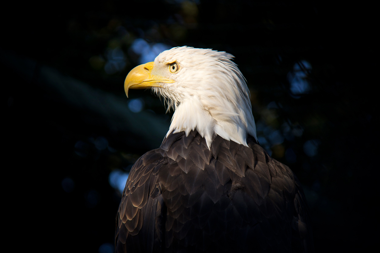 Weiskopfseeadler