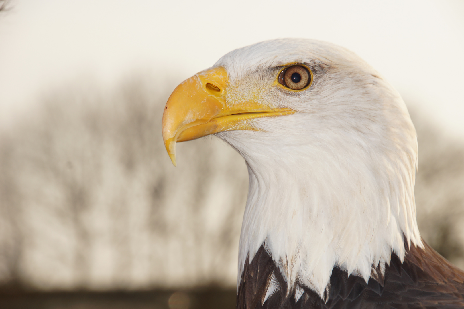 Weiskopfseeadler