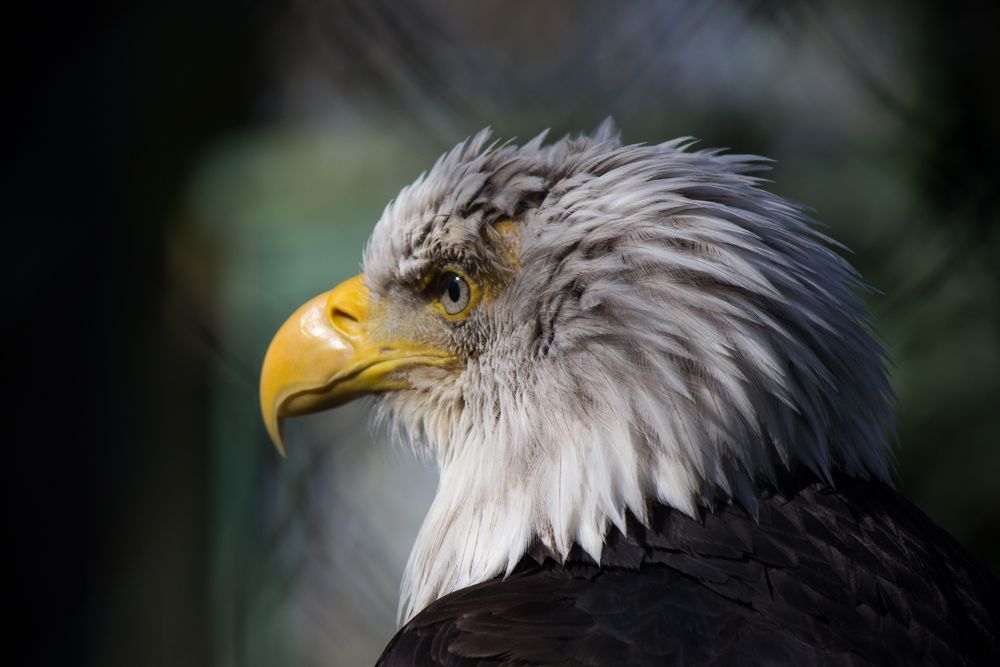 Weiskopfseeadler