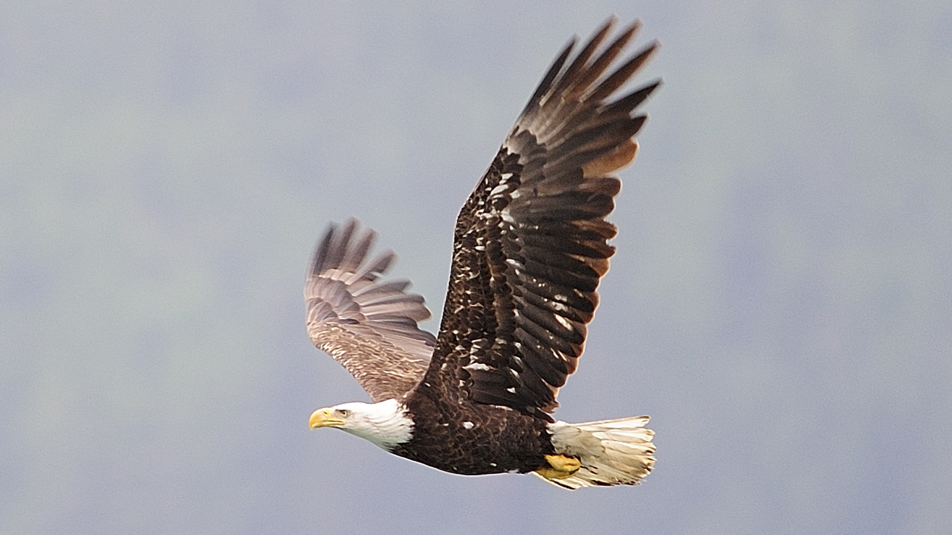 Weiskopfseeadler