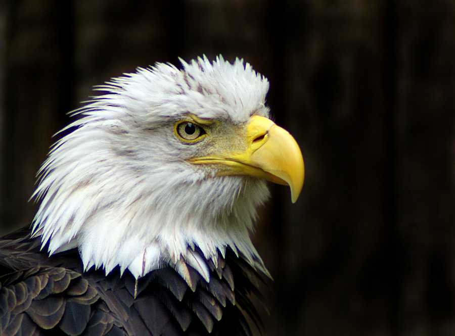 Weiskopfseeadler