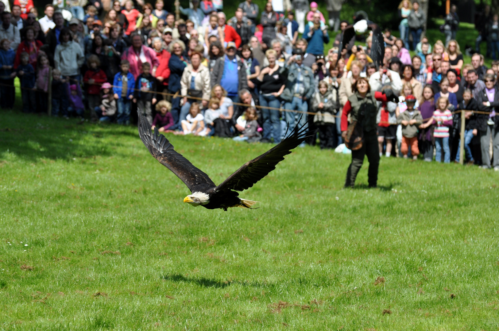 Weiskopfseeadler