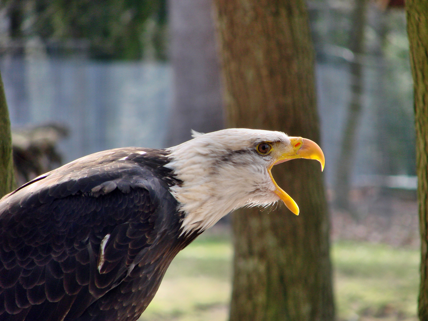 Weiskopfseeadler