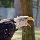 Weiskopfseeadler